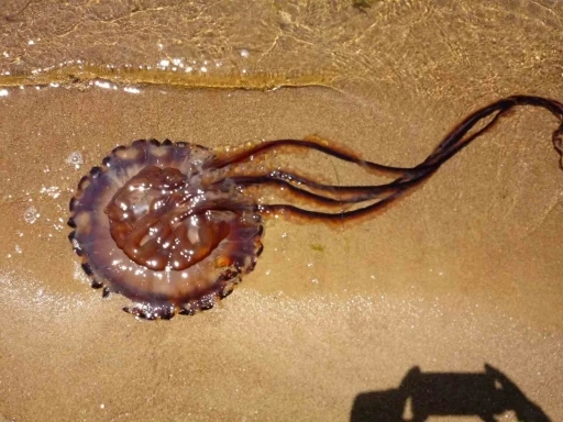 Pusula denizanası Erdek’te karaya vurdu
