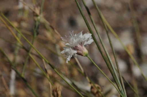 "&Ccedil;ameli pelemiri" bitki literat&uuml;r&uuml;ne kazandırıldı