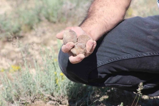 "Dolaman kurdu" g&uuml;nde 60 bin liralık mantar buluyor
