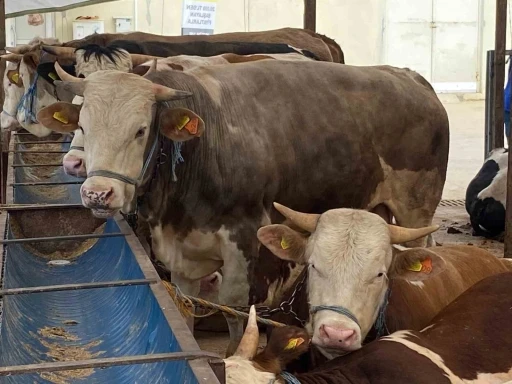 &quot;Gözyaşı akan, tüyleri mat ve karışık olan kurbanlıktan uzun durun&quot;
