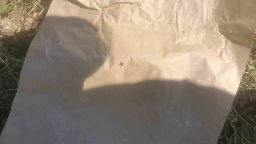 &quot;Keneler, köpekler gibi koku alıp üzerimize geliyor&quot; dedi, o anları kayıt altına aldı
