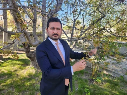 &quot;Kraliyet kirazı&quot; bu yıl çok az olacak