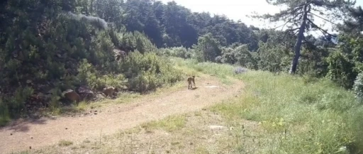"Ormanın hayaleti" vaşak &Ccedil;ankırı&rsquo;da g&ouml;r&uuml;nt&uuml;lendi
