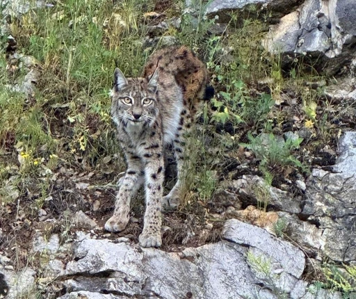 "Ormanın hayaleti" vaşak Kemaliye&rsquo;de g&ouml;r&uuml;nt&uuml;lendi
