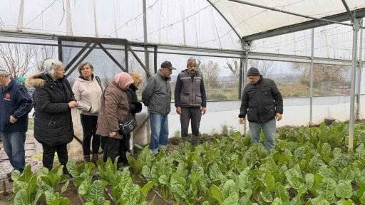"Saygınlar Kul&uuml;b&uuml;" &uuml;yeleri serada hasat yaptı

