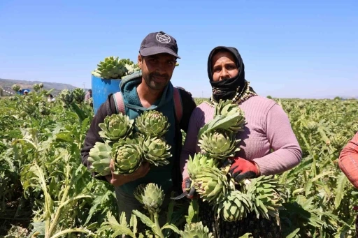 "Yeşil elmas" Aydın&rsquo;da &uuml;retiliyor, yurdun d&ouml;rt bir yanına g&ouml;nderiliyor
