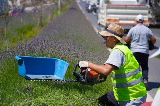 Ref&uuml;jleri s&uuml;sleyen lavantaların hasadı yapılıyor
