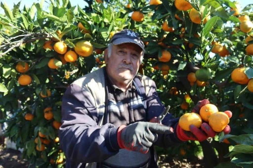 Rekolte arttı, Satsuma mandalinası pazarda yerini aldı
