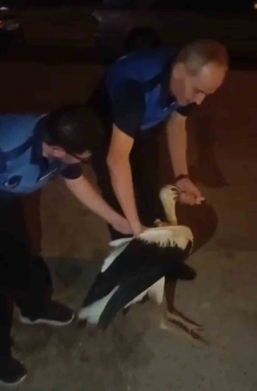 Reyhanlı’da bitkin halde bulunan leylek, zabıta ekiplerince koruma altına alındı
