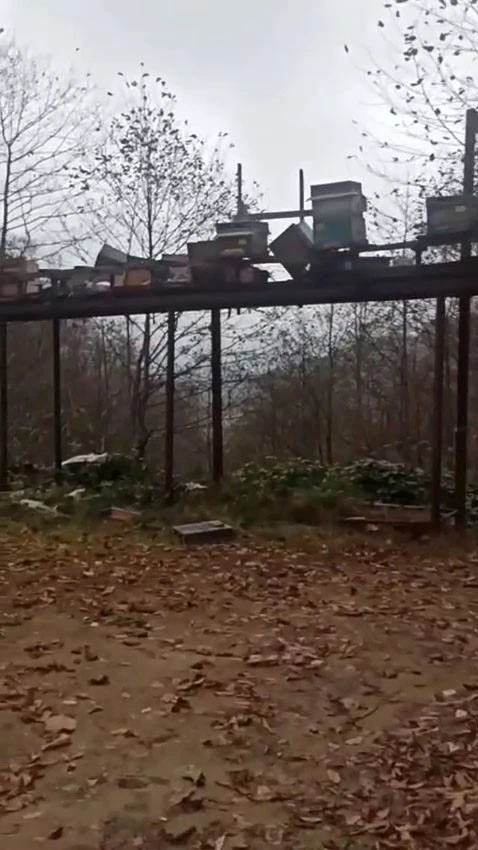 Rize’de ayılara demir profilli tezgah da çare olmadı
