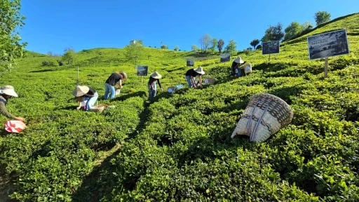 Rize&rsquo;de &ccedil;ay sezonu karşılama programı d&uuml;zenlendi
