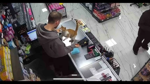 Rize&rsquo;de kedi ile esnafın dostluğu

