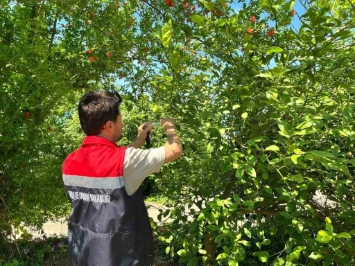 Rize&rsquo;de kokarca zararlısına karşı doğaya "Samuray Arısı" salındı
