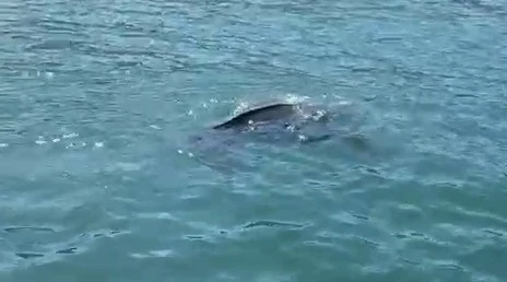 Rize&rsquo;de nadir g&ouml;r&uuml;len deniz kaplumbağası balık&ccedil;ının kamerasına yansıdı
