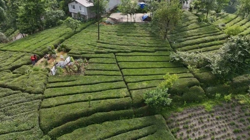 Rize’nin yeni gözdesi: Baklava görünümlü çay bahçesi
