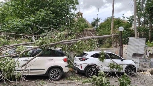 R&uuml;zgarda devrilen ağa&ccedil; park halindeki ara&ccedil;lara zarar verdi
