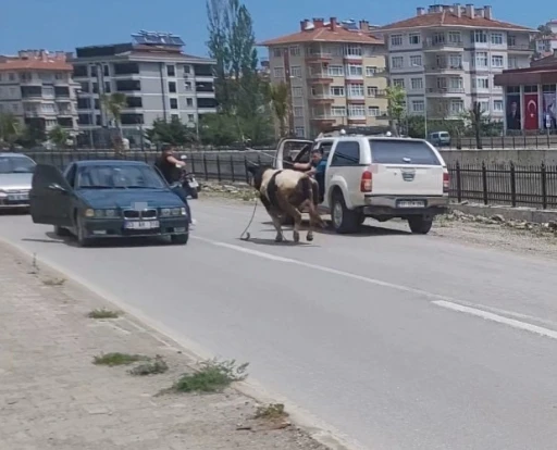 Saatlerce peşinden koştular: Kurbanlık dana il&ccedil;eyi birbirine kattı
