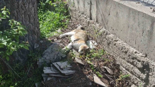 Sabah beslediği anne ve yavru kediyi &ouml;ğlen telef olmuş halde buldu
