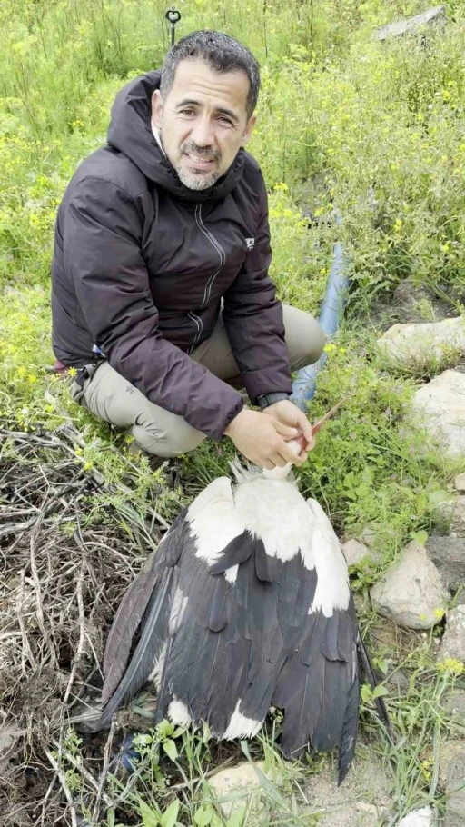 Sa&ccedil;maların hedefi olan leyleğe kuş g&ouml;zlemcisinden ilk yardım
