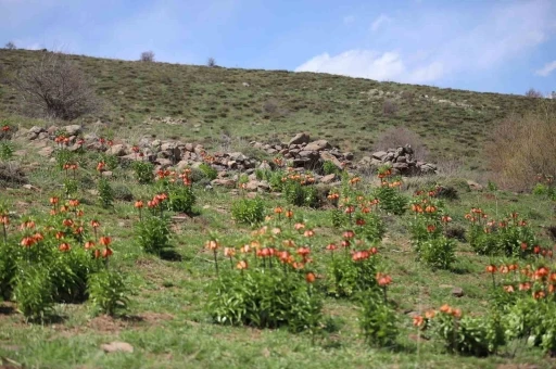 Sadece 20 gün açan ters laleyi koparmanın cezası araba parası
