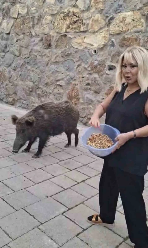 SAFİYE SOYMAN KAPISINA GELEN DOMUZU ELLERİYLE BESLEDİ
