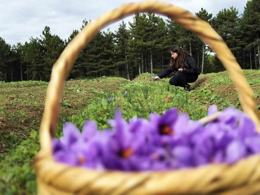 Safran, sarımsak ve kırmızı bibere bilimsel g&uuml;vence
