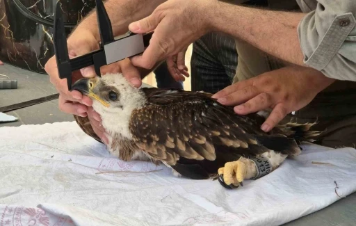 Şah kartalları ve leylekler halkalanıyor
