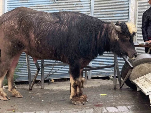Sahibinin elinden ka&ccedil;an dana yaşlı adamı yere savurdu
