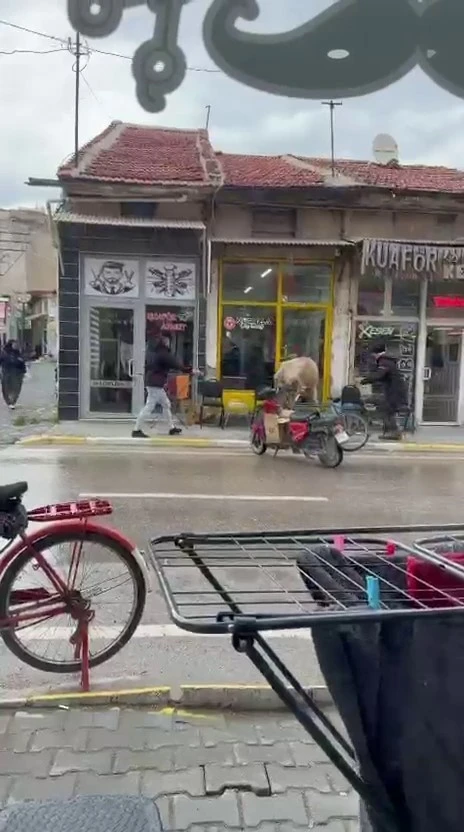 Sahibinin elinden ka&ccedil;an inek bakın nereye girmeye &ccedil;alıştı
