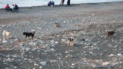 Sahile gidenler sokak köpeği tehdidi altında
