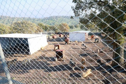 Sahiplendiği iki köpeği sokağa atan şahsa 172 bin TL ceza
