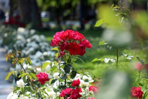 Sakarya bayrama çiçeklerle hazırlandı
