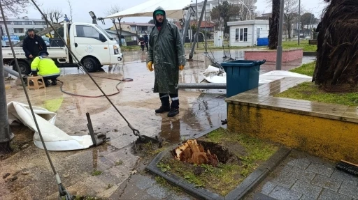 Sakarya&rsquo;da 25 metrelik kavak ağacı şiddetli r&uuml;zgara dayanamadı
