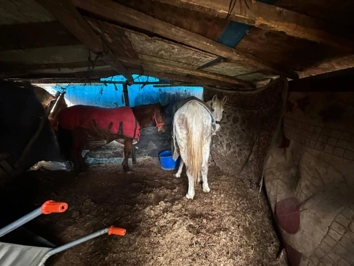 Sakarya&rsquo;da otoyol kenarındaki kemikler jandarmayı at kasaplarına g&ouml;t&uuml;rd&uuml;
