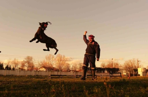 Sakarya itfaiyesinin eğitimli k&ouml;pekleri operasyonlar i&ccedil;in hazır kıta bekliyor
