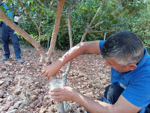 Sakız&rsquo;dan farklı &uuml;r&uuml;nler &uuml;retilmeye başlandı
