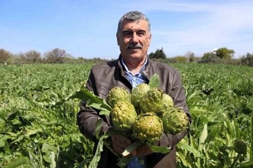 Sakız enginarının tarladan pazara hasat yolculuğu sürüyor
