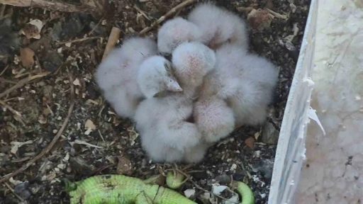 Saksıda yumurtlayan kerkenez 6. kattaki balkonu yaban hayatına &ccedil;evirdi
