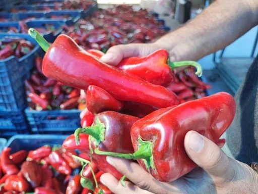 Salçalık biber sezonu başladı
