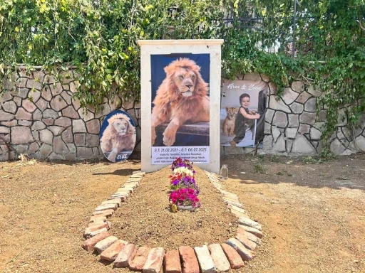 Saldırdığı çiftçiyi yaraladıktan sonra öldürülen aslanın sahibi evinin önüne temsili mezar yaptırdı
