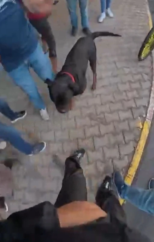 Saldırgan köpek gözetim altına alındı: Sahibine idari para cezası kesildi
