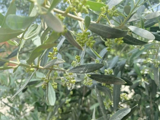 Salihli&rsquo;de halkalı leke uyarısı
