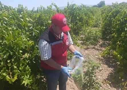 Salihli&rsquo;de pestisit kalıntısına sıkı denetim
