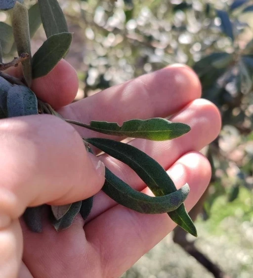 Salihli&rsquo;de zeytin &uuml;reticilerine halkalı leke uyarısı
