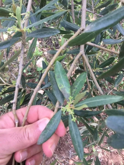 Salihli’de zeytin üreticilerine ‘halkalı leke’ uyarısı
