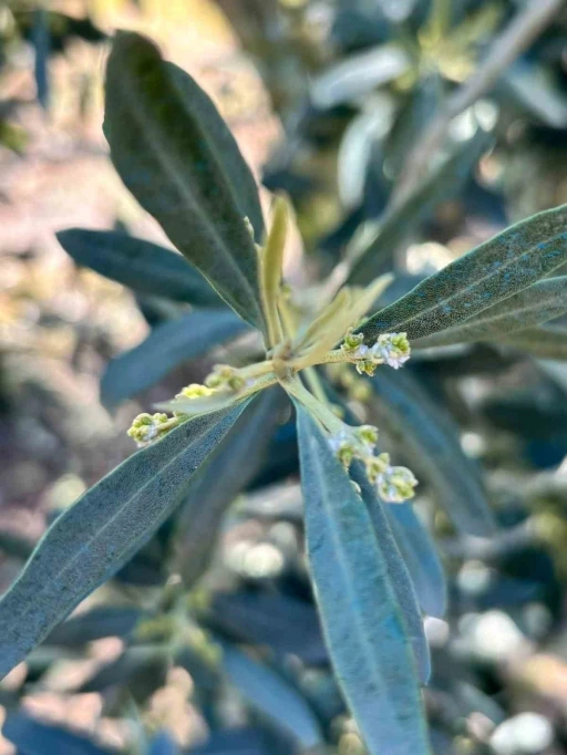 Salihli&rsquo;de zeytin &uuml;reticilerine "Zeytin Pamuklu Biti" uyarısı
