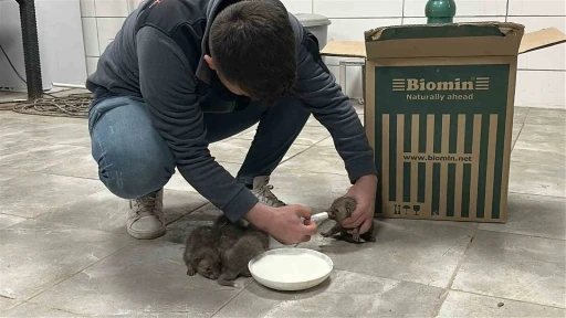 Saman balyaları arasında bulduğu tilki yavrularını elleriyle besliyor
