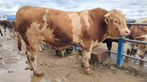 Şampiyon "&Ccedil;akır" 525 bin TL&rsquo;den satışta

