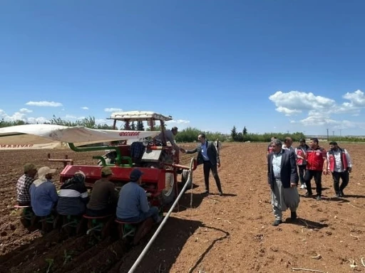 Samsat’ta tütün ekimi başladı

