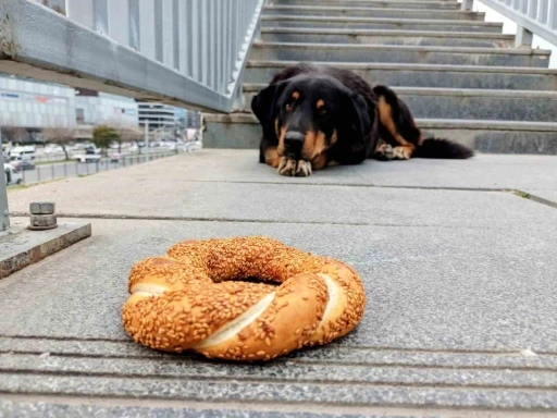Samsun&rsquo;da 1 yılda 60 bin hayvana &ccedil;ip takıldı
